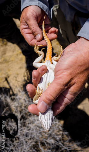 Mojave fringe-toed lizard getting hold upside down in the Mojave desert, USA photo