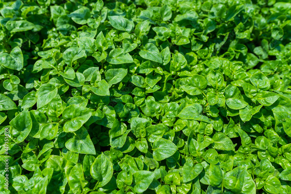 Close up of Fresh organic vegetable farm and garden Healthy food Close up of Fresh organic vegetable farm and garden Healthy food