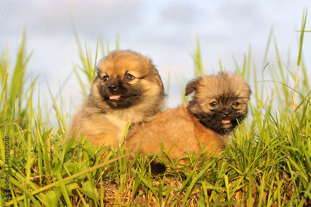 Two puppies are playing in the bush.