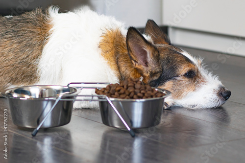 Sad, unhappy dog lies in front of a bowl of dry food. Concept of refusal to eat food for pets, veterinary diseases