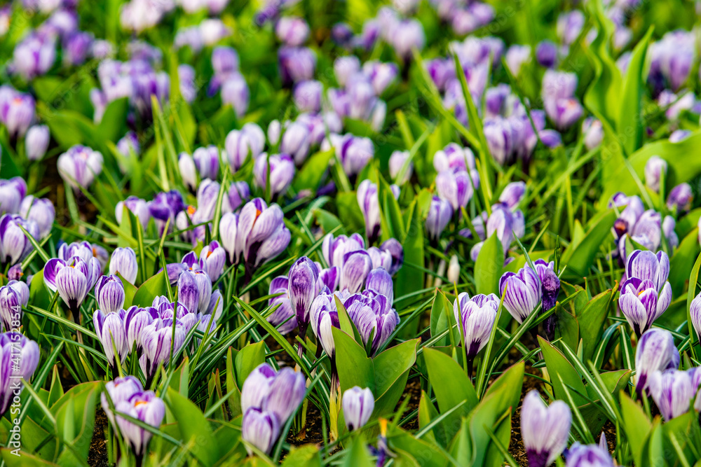 Spring Field With Colorful Crocus Flowers Spring Field With Colorful Crocus Flowers