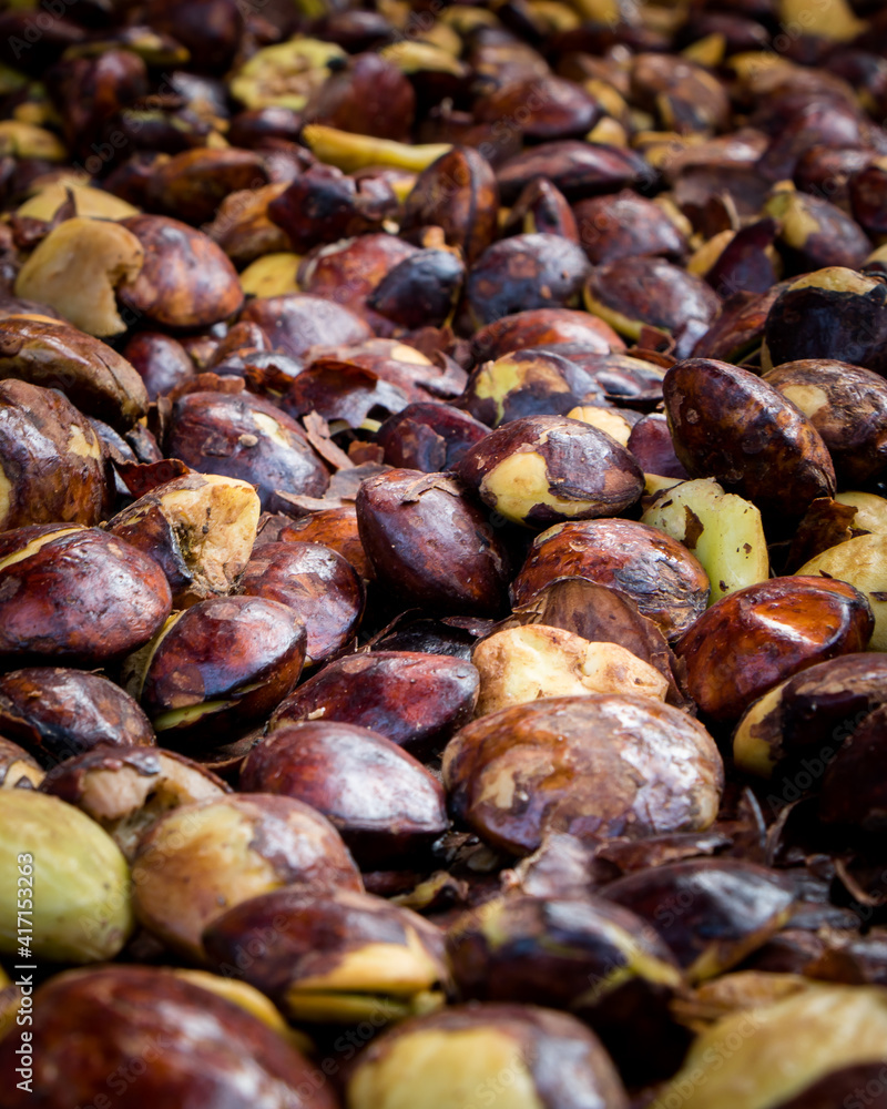 Jengkol, a healthy vegetable that can be used as an ingredient in traditional and modern dishes. Jengkol, a healthy vegetable that can be used as an ingredient in traditional and modern dishes.