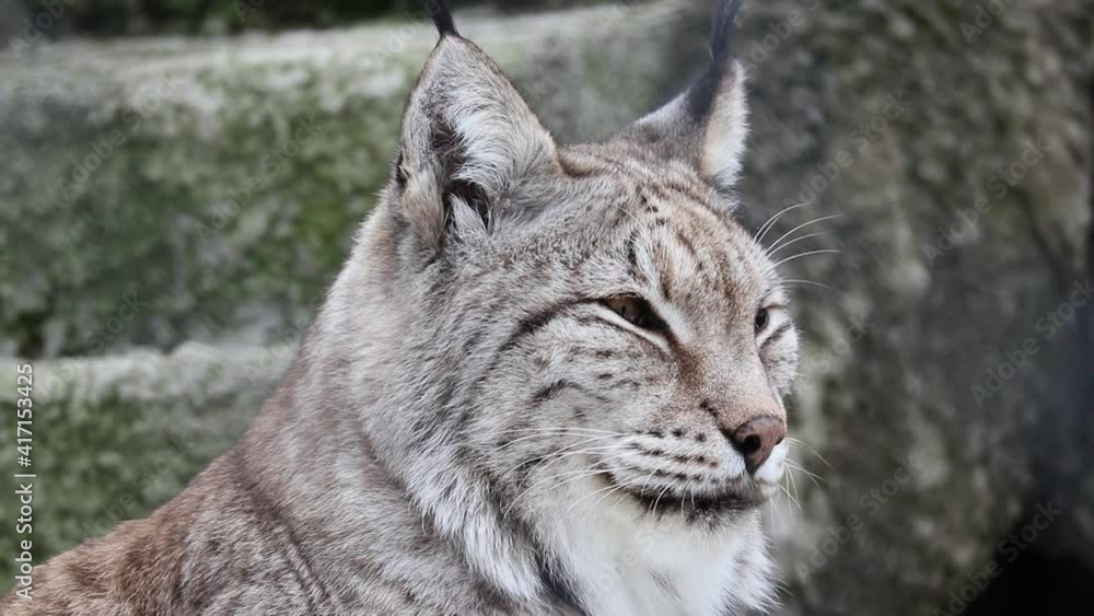 A beautiful graceful wild lynx looks into the distance. Predatory animals close up. Portrait of a spotted cat. A beautiful graceful wild lynx looks into the distance. Predatory animals close up. Portrait of a spotted cat.