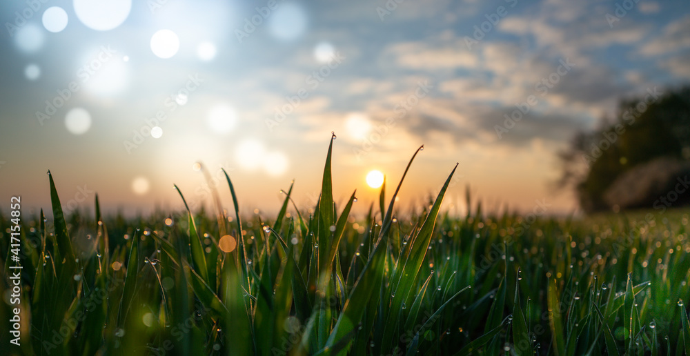 Fototapeta premium Meadow grass in the field in the early morning