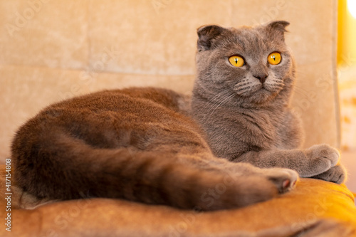Grey cat lies in a comfortable beige chair