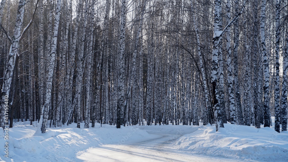 Fototapeta premium snow covered trees