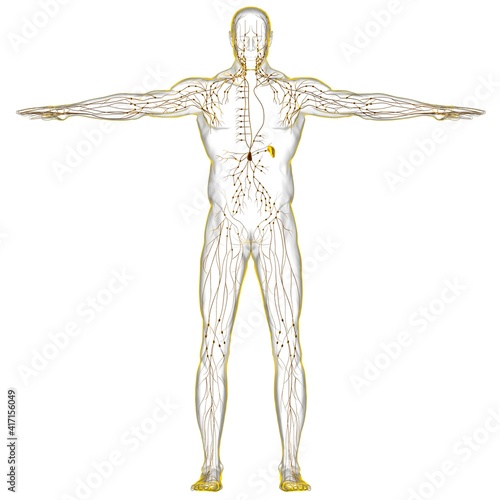 Human Lymph Nodes Anatomy For Medical Concept 3D Rendering