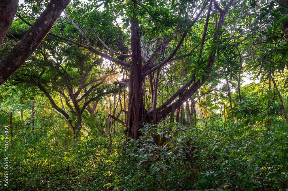 Old green tree, with big roots and krone in the jungle. Matapalo, Costa Rica, Central America.