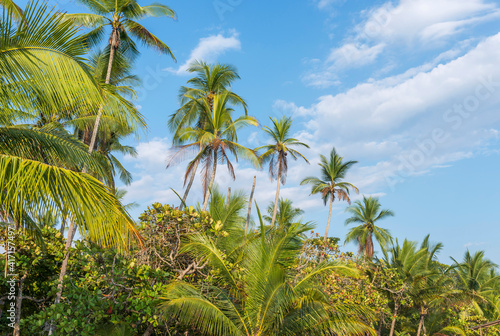 Tropical beach with palms in the blue sky, ocean. Costa Rica, Central America.