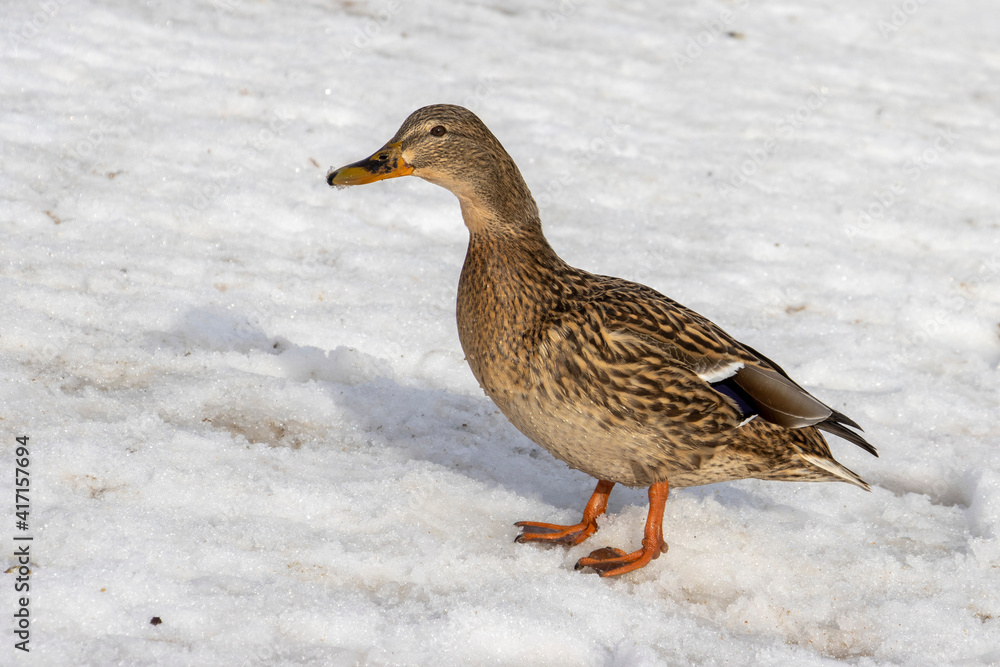 Duck on the snow . Winter season Duck on the snow . Winter season