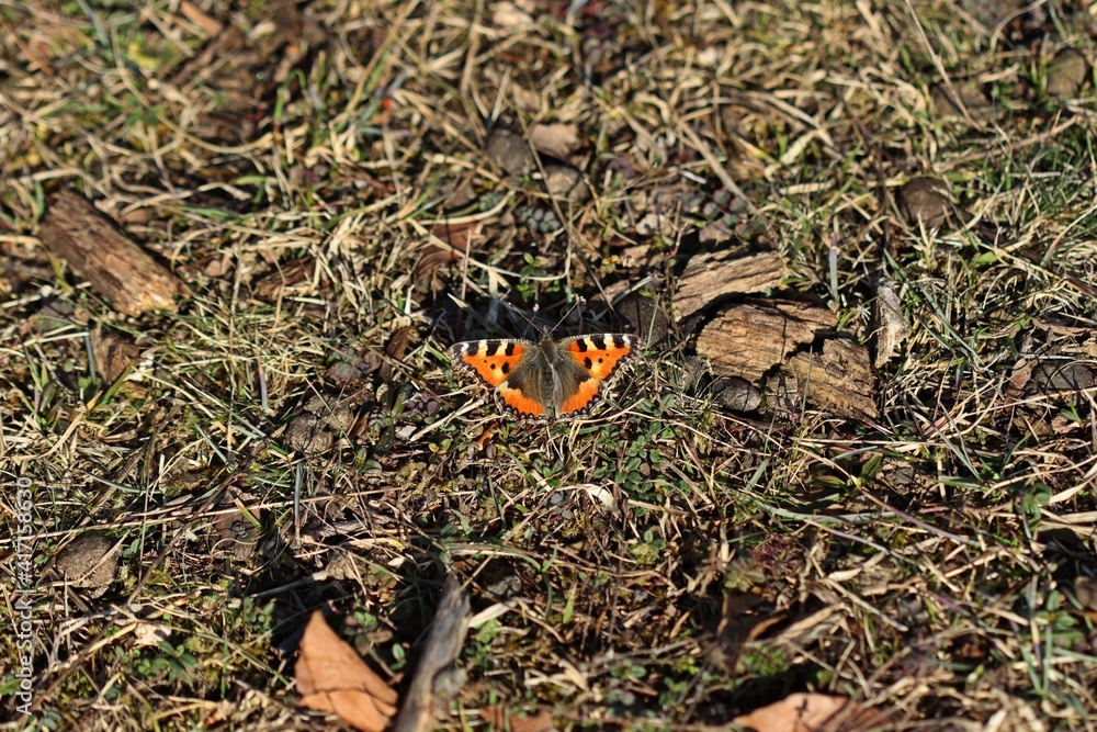 Fototapeta premium Kleiner Fuchs (Aglais urticae) auf Kalkmagerrasen.im Februar