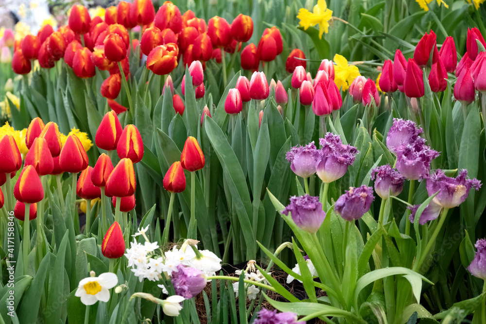 Multicolored flowerbed of yellow, white, red, purple, pink blooming tulips at flower farm field in springtime. Multicolored flowerbed of yellow, white, red, purple, pink blooming tulips at flower farm field in springtime.