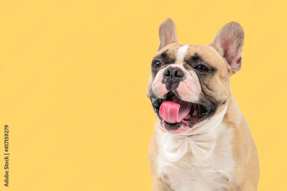 Cute french bulldog dog wearing white bowtie,sticking out tongue and yawning