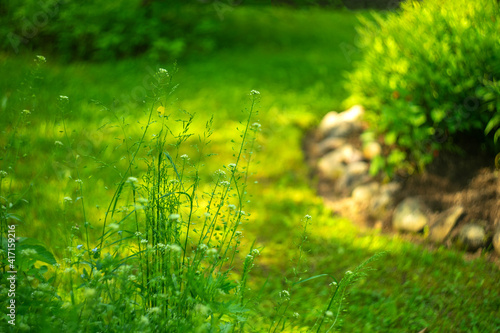 Green field grass in the garden in the background garden beds in a blur