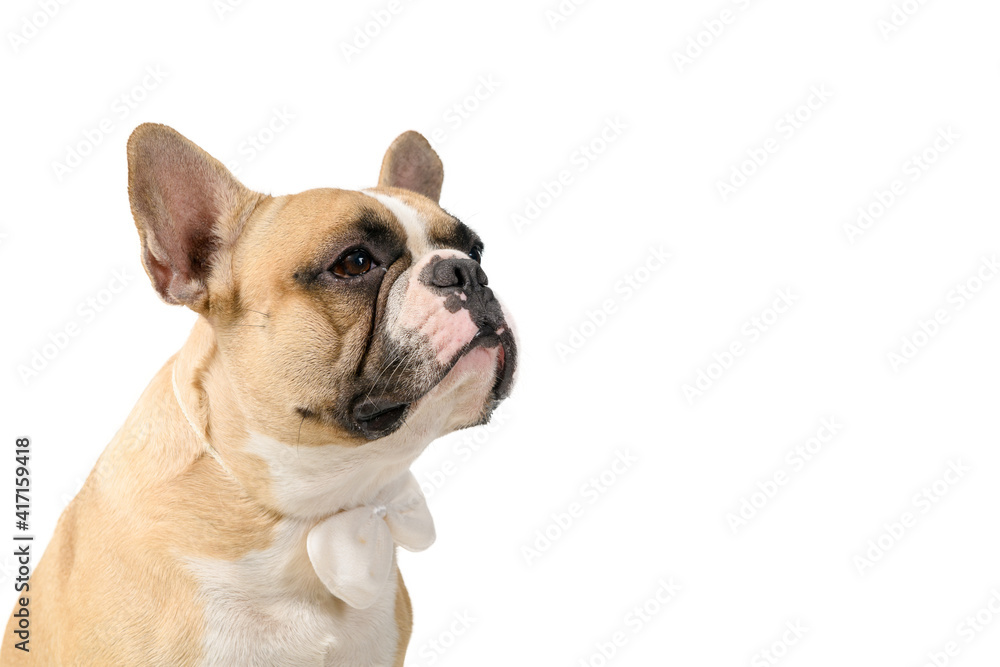 portrait of french bulldog wear white bowtie isolated on white background