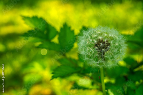 White round dandelion flower with seeds on green background in garden