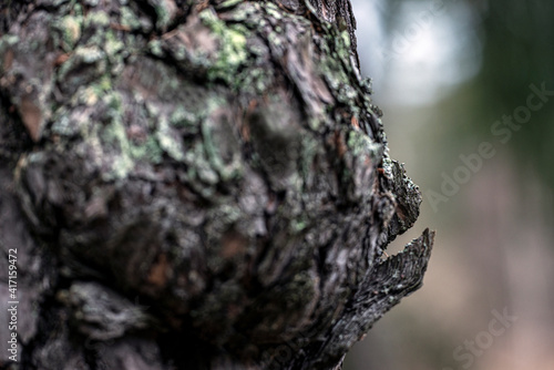 Photography tree trunk with moss, nacka, sweden, sverige, stockholm