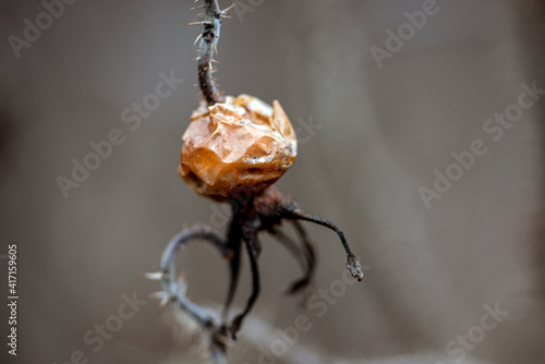 Canvas Print rose hip bud, nacka, sweden, sverige, stockholm