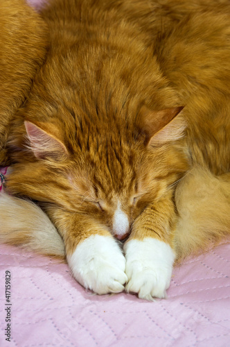 A fluffy red cat is sleeping. Muzzle and paws of a red cat.