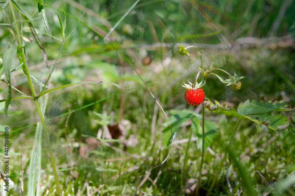 One berry on a bush. Wild strawberries in the grass. One berry on a bush. Wild strawberries in the grass.