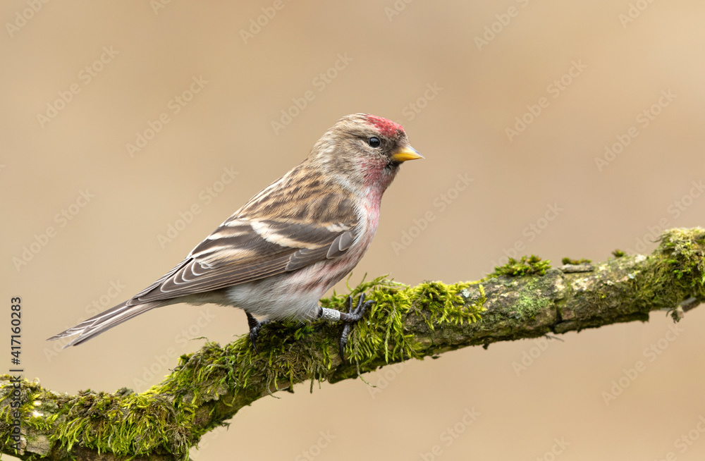 Fototapeta premium Redpoll bird close up ( Acanthis, flammea )