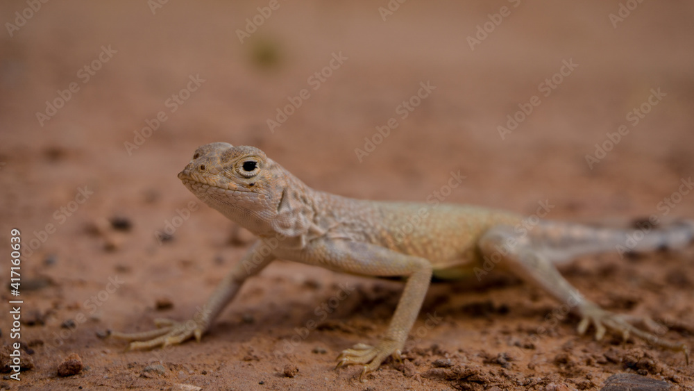Mojave fringe-toed (Uma inornata) lizard in the Mojave desert, USA Mojave fringe-toed (Uma inornata) lizard in the Mojave desert, USA