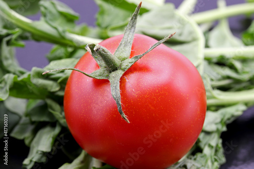 organic and fresh tomato with green leaves