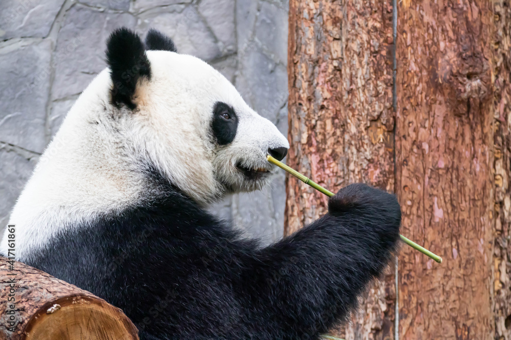 Fototapeta premium A giant black and white panda is eating bamboo. Large animal close-up.