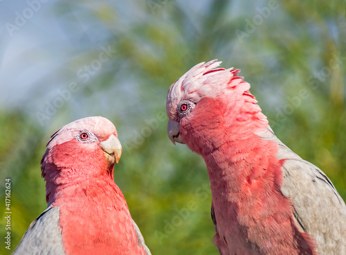 Two galah birds in a  tree looking at each other, Australia photo