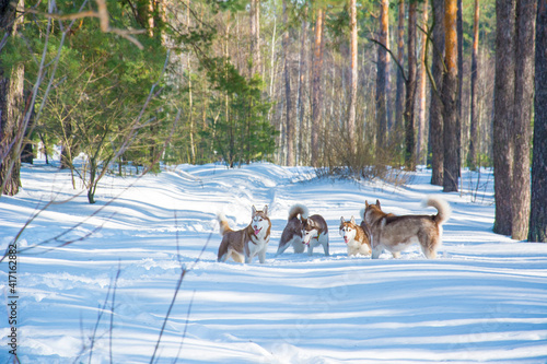 In winter, four huskies walk in the snowy forest. © tsomka