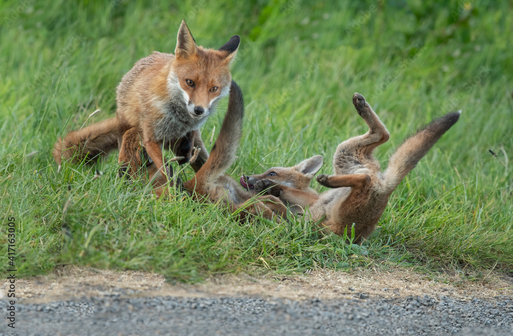 Fox cubs playing on the grass, close up in Scotland, uk, in the springtime