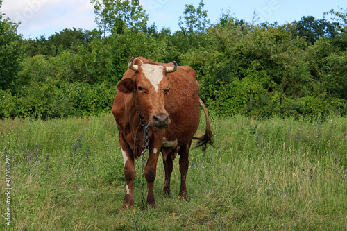 Fototapeta Naklejka Na Ścianę i Meble -  cow looking at the camera in a field