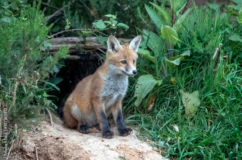 Fox cub in front of its den, close up in Scotland, uk, in the springtime © Digital Nature 
