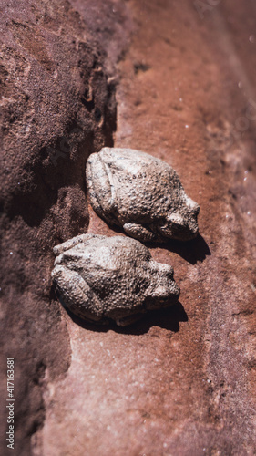 Two canyon tree frogs (Dryophytes arenicolor) on a rock in the Zion National Park, Utah, USA photo