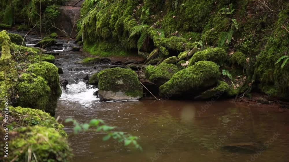 small shallow stream flowing within forest mossy greenery and boulders wide shot small shallow stream flowing within forest mossy greenery and boulders wide shot
