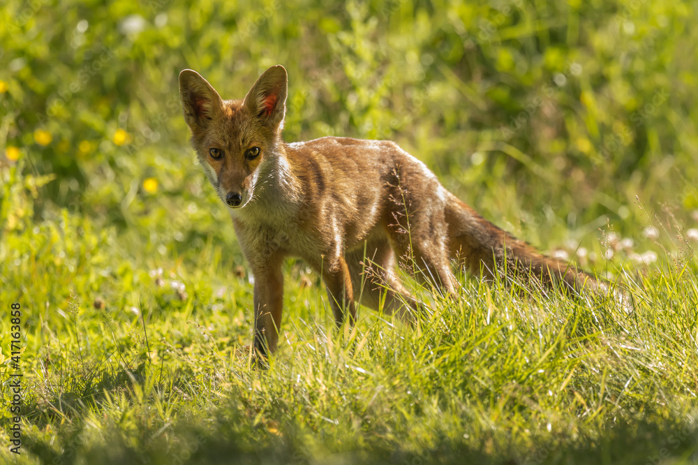 Fox on the prowl, looking for food in a field in Scotland, u.k