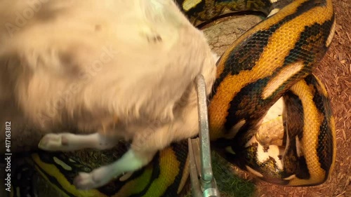 reticulated python feeding pov first strike on baby goat insane view photo