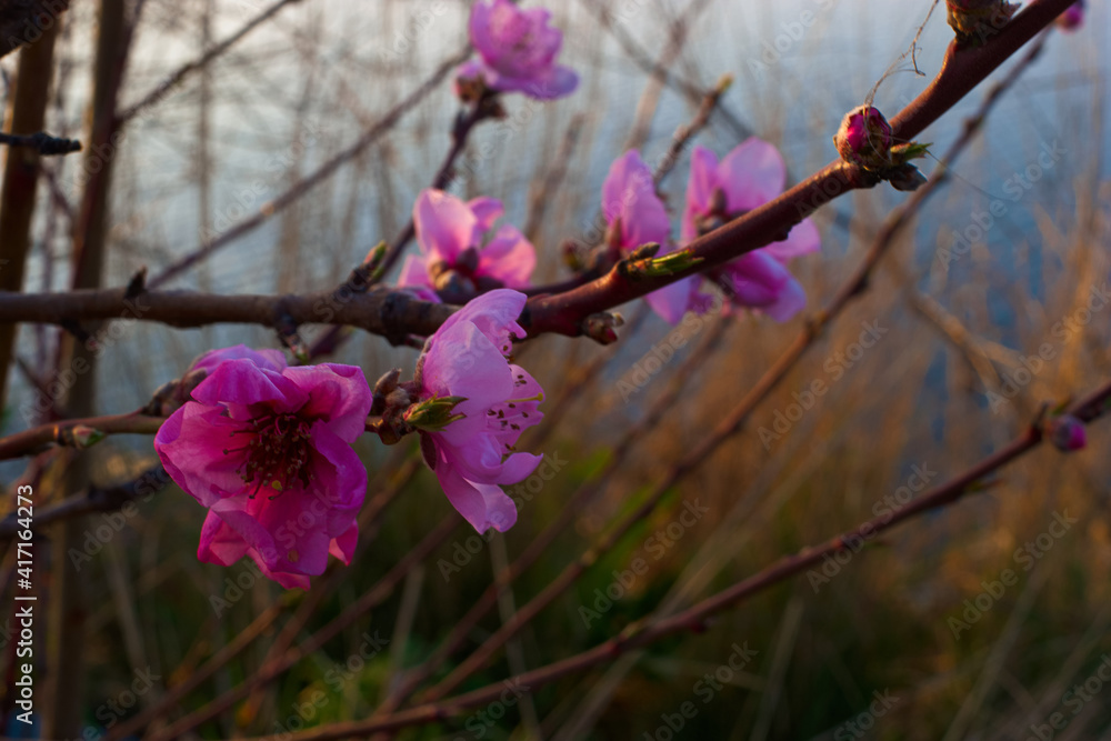kwiaty wiosna drzewo flora makro kwiaty wiosna drzewo flora makro