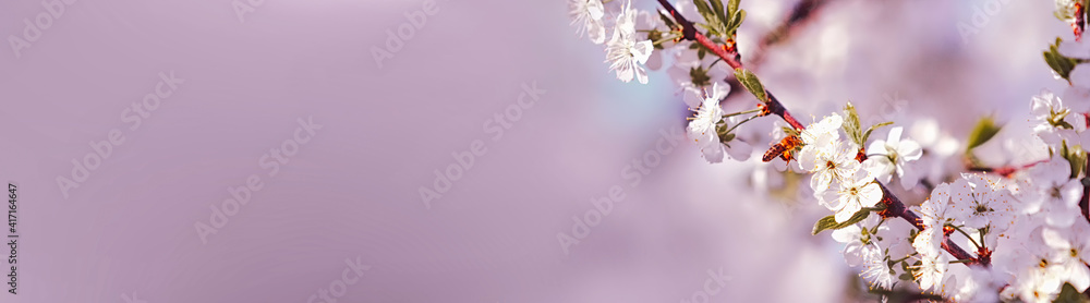 Fototapeta premium Blooming branch of a cherry tree with a flying bee, on a gentle pink background on a sunny day. Beautiful abstract spring panoramic banner background with place for text.