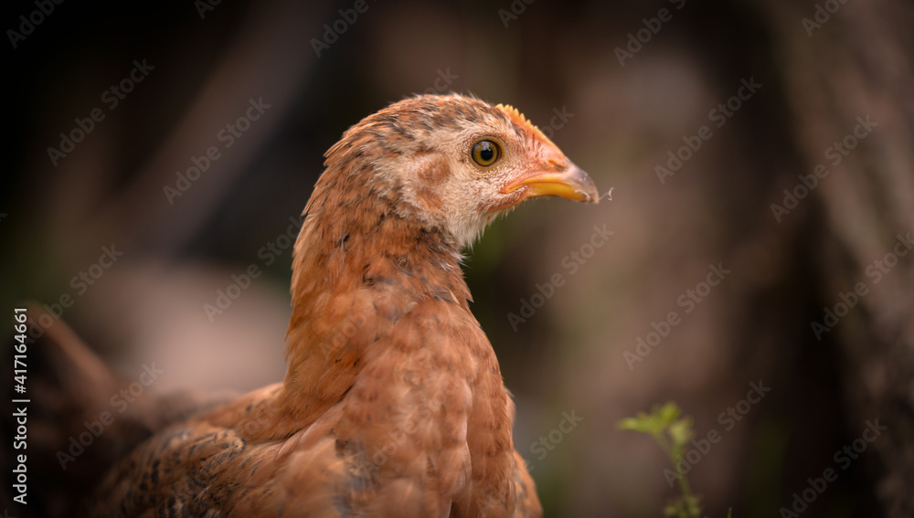 Obraz premium chickens through the natural farm. poultry feeding on the grass during summer season. portrait of young hen with colored feathers