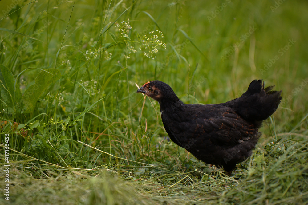 chickens through the natural farm. poultry feeding on the grass during summer season. portrait of young hen with colored feathers chickens through the natural farm. poultry feeding on the grass during summer season. portrait of young hen with colored feathers
