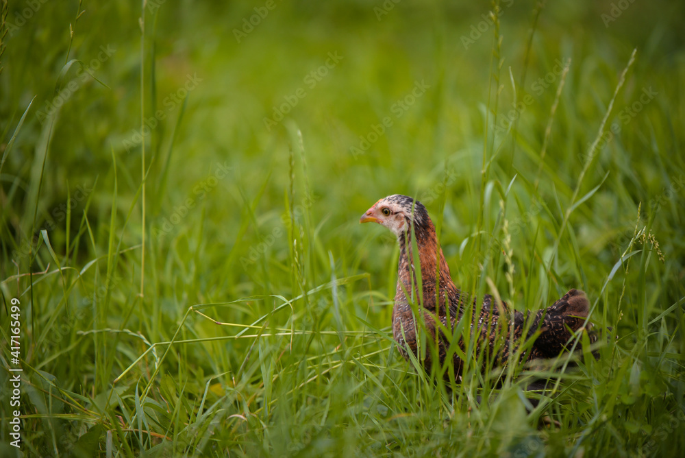 chickens through the natural farm. poultry feeding on the grass during summer season. portrait of young hen with colored feathers chickens through the natural farm. poultry feeding on the grass during summer season. portrait of young hen with colored feathers