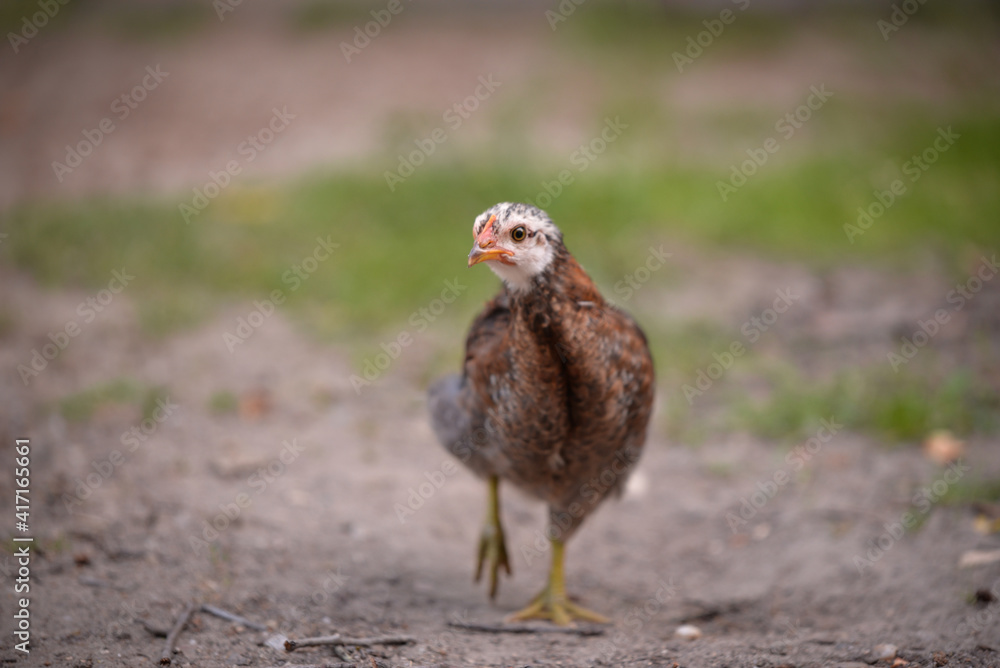chickens through the natural farm. poultry feeding on the grass during summer season. portrait of young hen with colored feathers