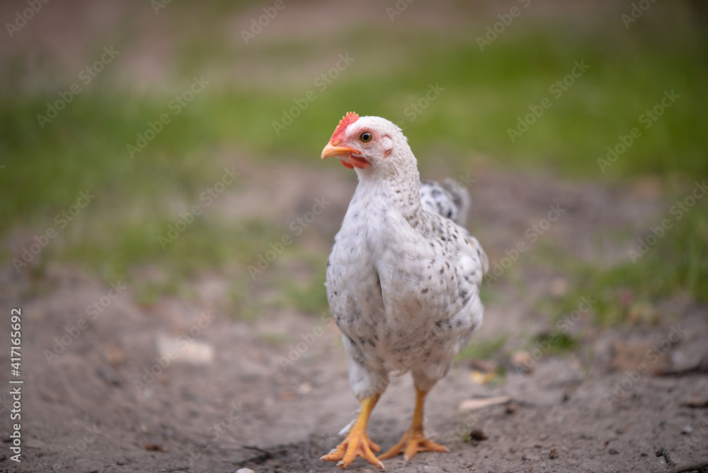 chickens through the natural farm. poultry feeding on the grass during summer season. portrait of young hen with colored feathers chickens through the natural farm. poultry feeding on the grass during summer season. portrait of young hen with colored feathers