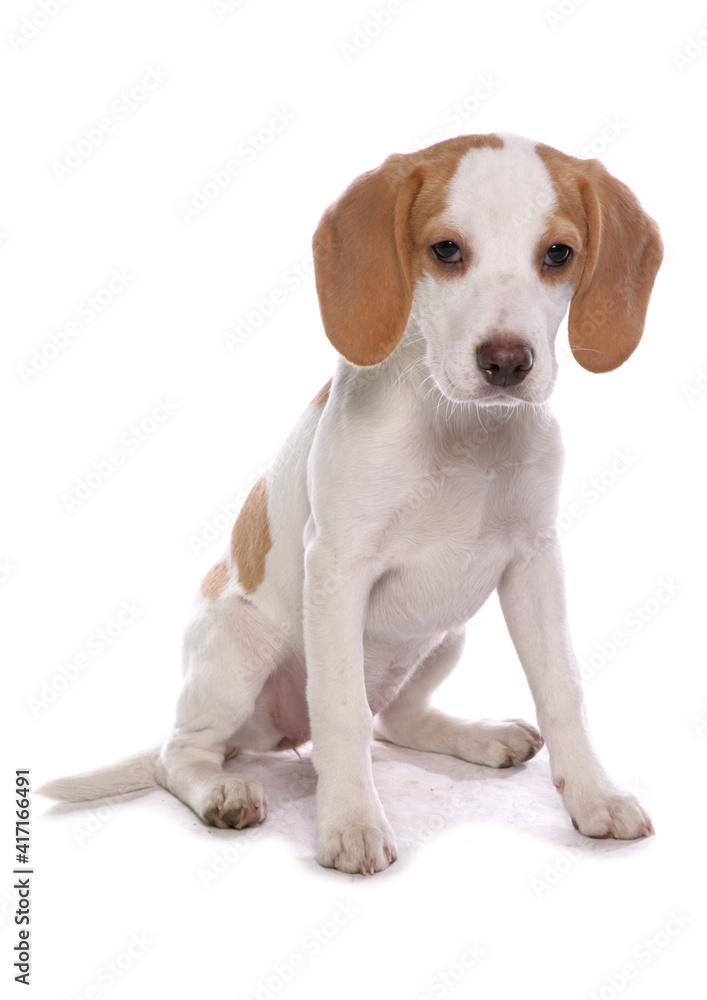 Beagle Puppy 2