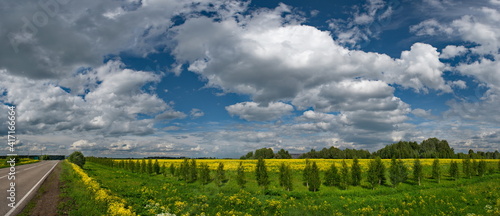 Russia. South of Western Siberia. Blooming fields in the middle of summer in the south of Kuzbass.