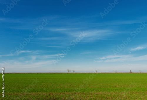 A green field under the blue sky