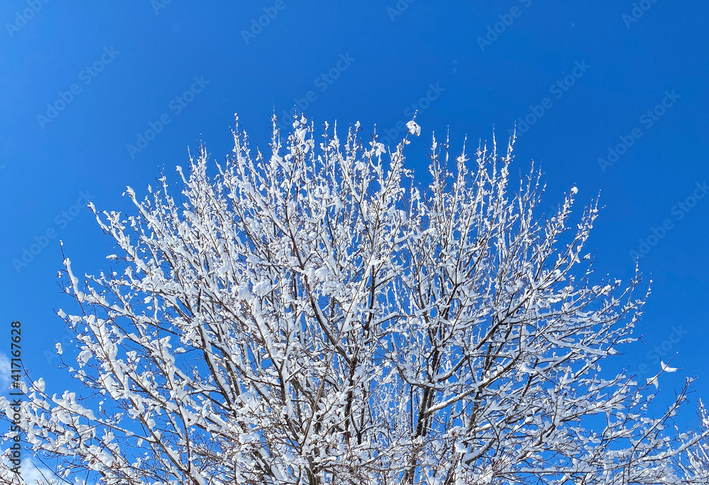 Snow covered branches of a tree on blue sky