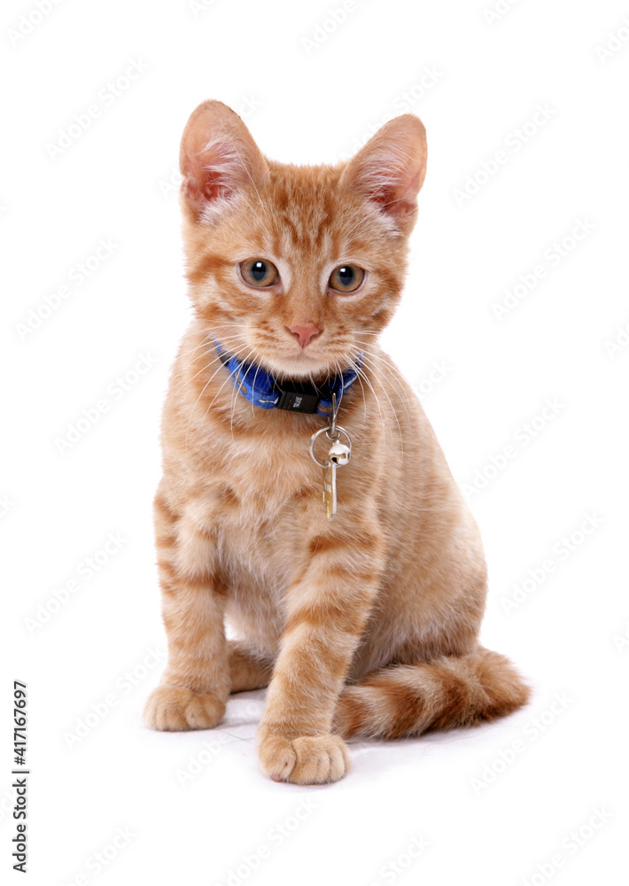 Ginger Kitten 1