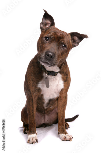 Staffordshire Bull Terrier 11